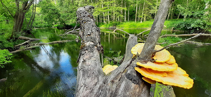 Spływ kajakiem rzeką Obrą w Międzyrzeczu