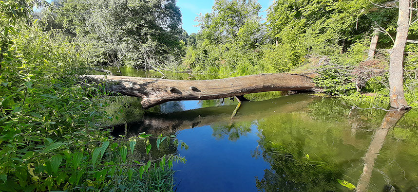 Spływ kajakiem rzeką Obrą w Międzyrzeczu