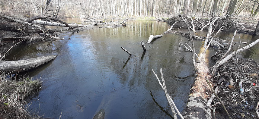Spływ kajakiem rzeką Obrą w Międzyrzeczu