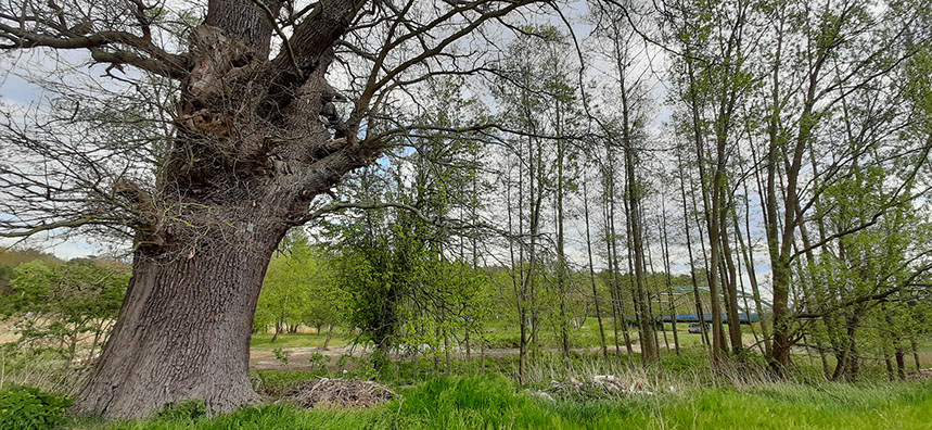 Spływ kajakiem rzeką Obrą w Międzyrzeczu